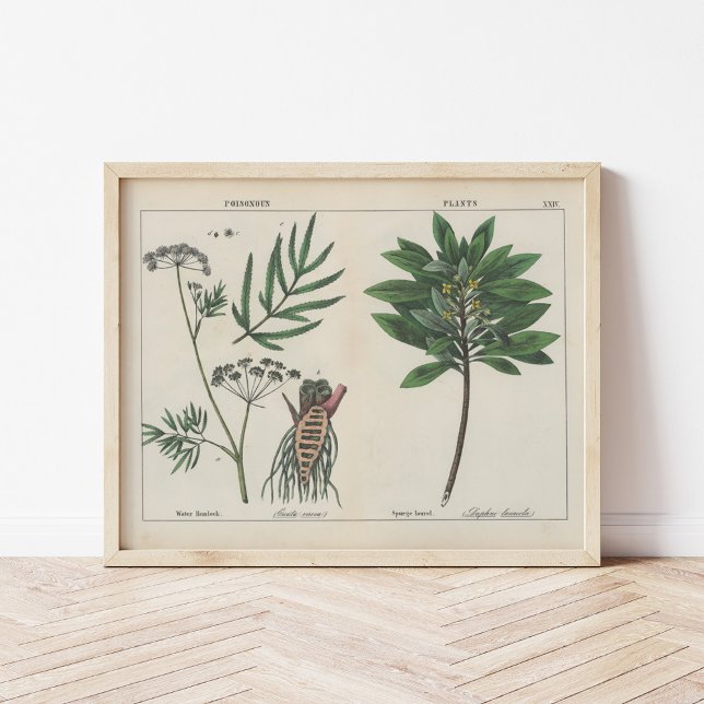 Poster Plantas venenosas | Charlotte Mary Yonge (Criador carregado)
