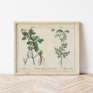 Poster Plantas venenosas   Charlotte Mary Yonge