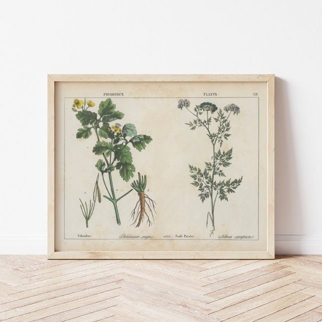Poster Plantas venenosas | Charlotte Mary Yonge (Criador carregado)