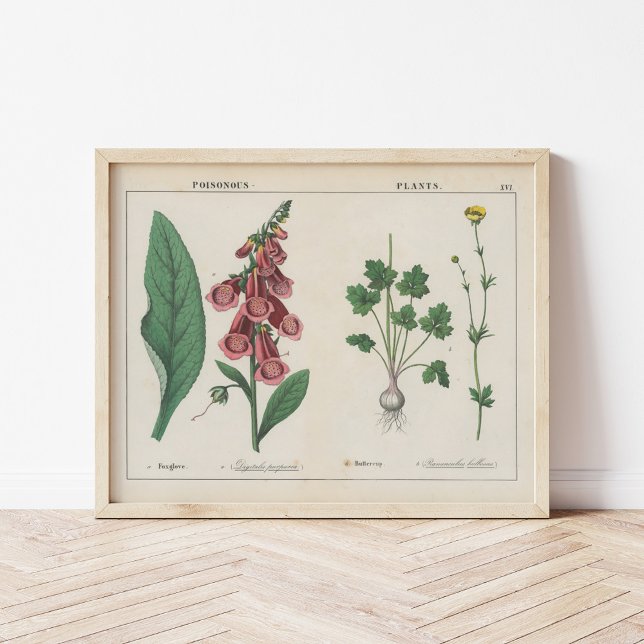 Poster Plantas venenosas | Charlotte Mary Yonge (Criador carregado)