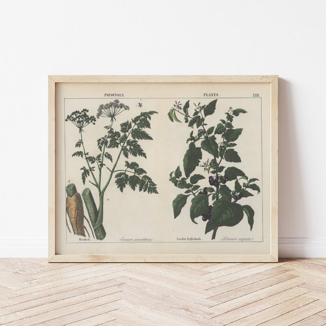 Poster Plantas venenosas | Charlotte Mary Yonge (Criador carregado)