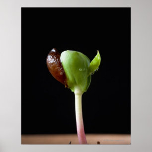 Poster Plântulas de Apple com escudo da semente
