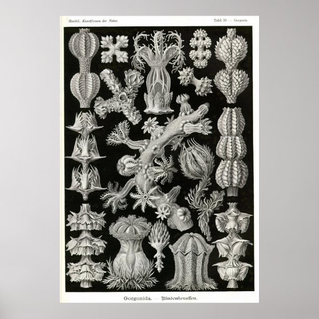 Pôster Plata 39 Gorgonia (Frente)