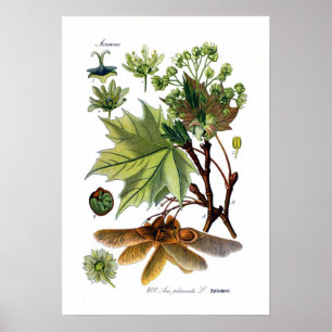 Poster Platanoides de Acer (bordo de Noruega)