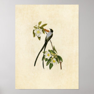 Pôster Plate 168 Fork-Tailed Flycatcher