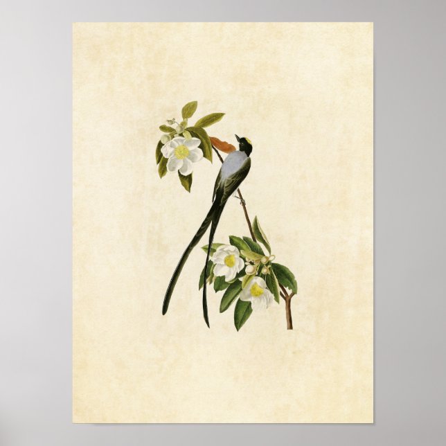 Pôster Plate 168 | Fork-Tailed Flycatcher (Frente)