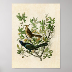 Pôster Plate 187 Boat-Tailed Grackle Birds of America