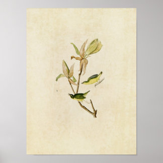 Pôster Plate 38 | Kentucky Warbler | Birds of America