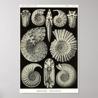 Poster Plate 44. Ammonitida.