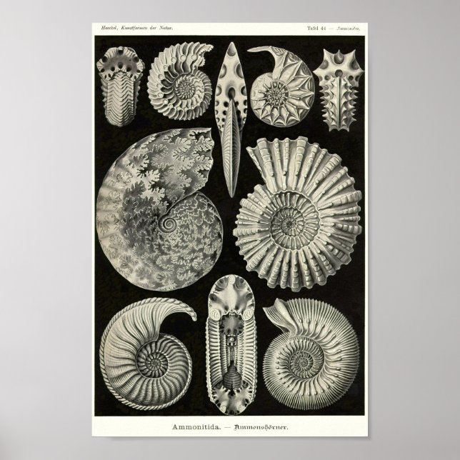 Poster Plate 44. Ammonitida. (Frente)