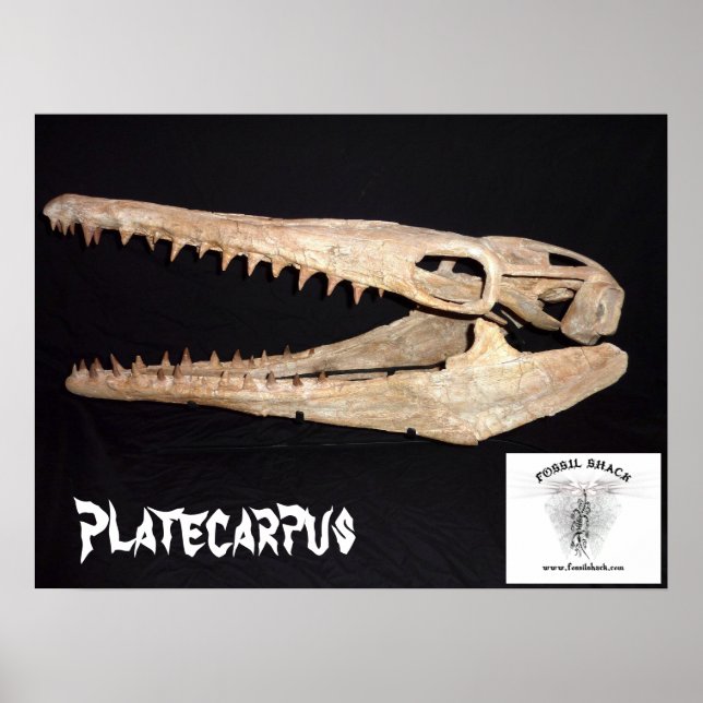 Pôster Platecarpus Mosasaur Skull (Frente)