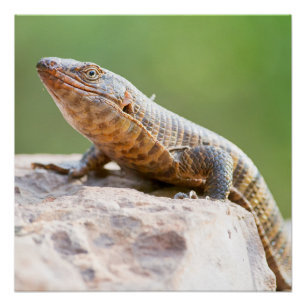 Pôster Plated Lizard
