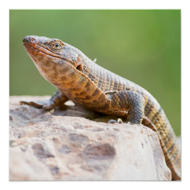 Pôster Plated Lizard (Frente)