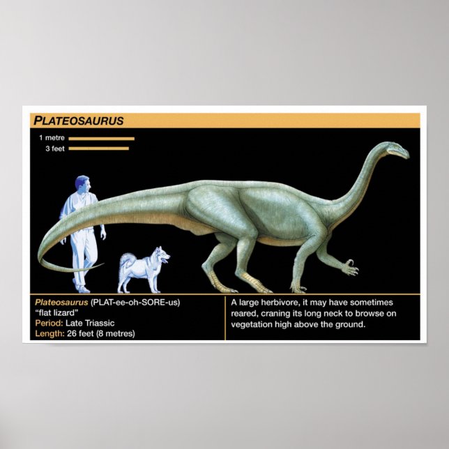 Poster Plateosaurus - Biology Jurassic (Frente)