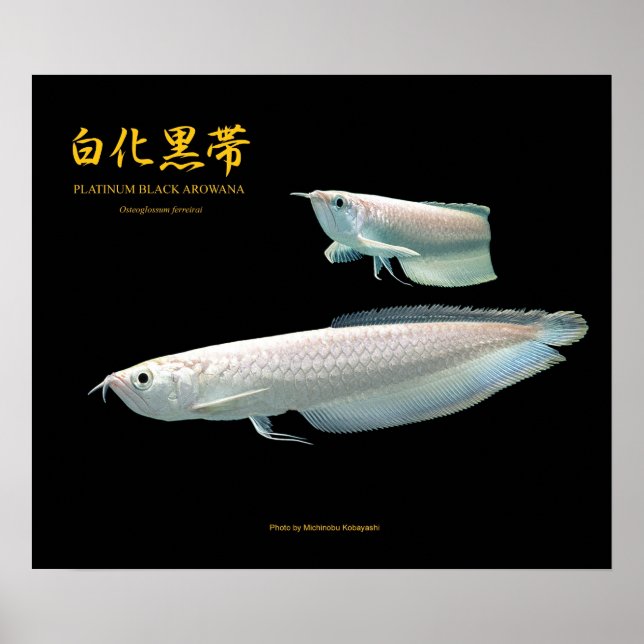Poster Platinum Black Arowana の ポ ス タ ー (Frente)