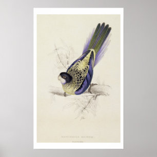 Pôster Platycercus Brownii, or Brown's Parrakeet (Plate 2