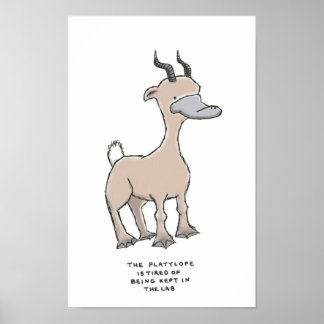 Poster platylope trivia