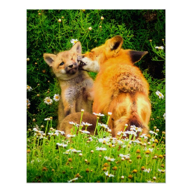 Pôster Playful Fox Kits Wildlife Nature Photography Print (Frente)