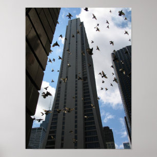 Poster Plaza do banco um contra o escape do pombo