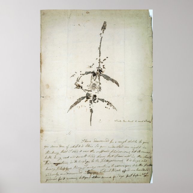 Poster Plesiossauro dolichodeirus (Frente)