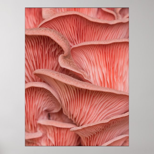 Poster pleurotes roses (Frente)