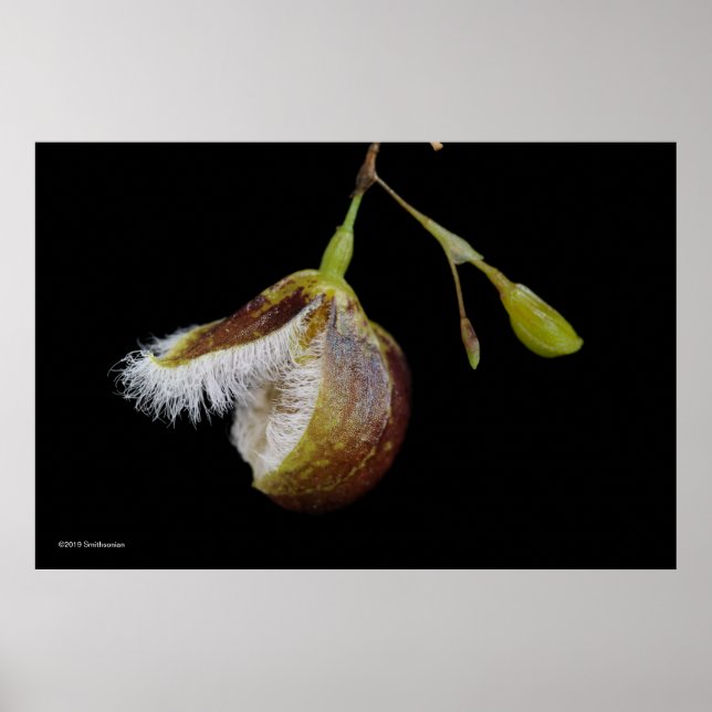 Poster Pleurothallis Cypripedioides (Frente)