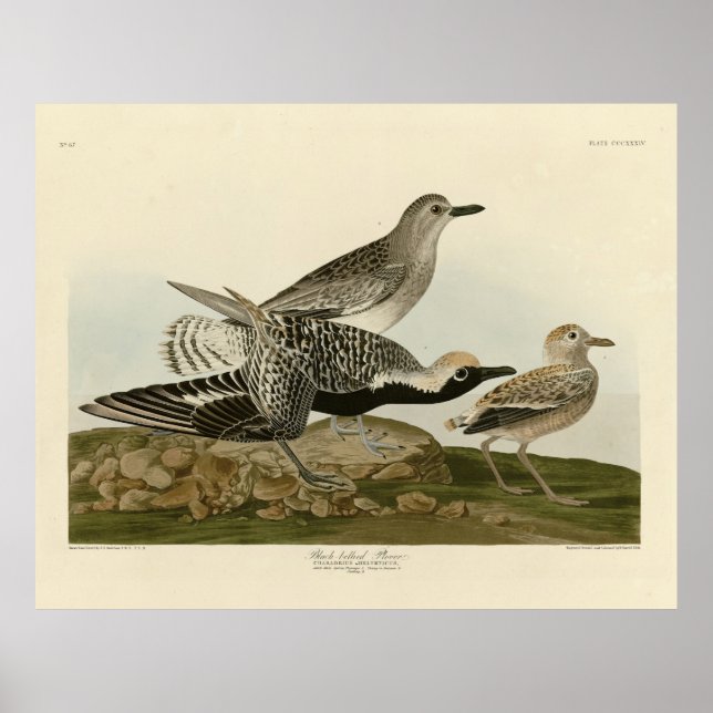 Poster Plover de barriga negra - Pássaros da América de A (Frente)