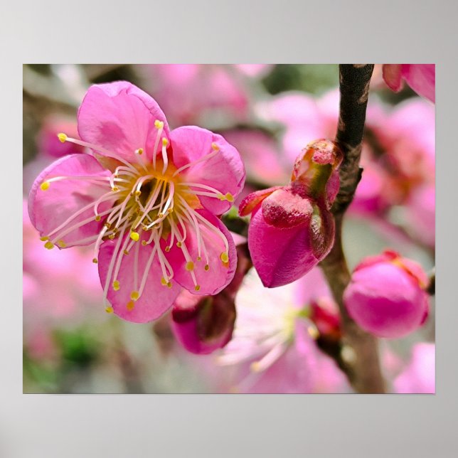 Poster Plum Blossom Close-Up (Frente)