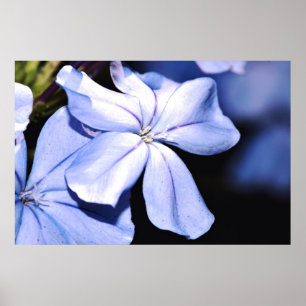Pôster Plumbago azul em canvas