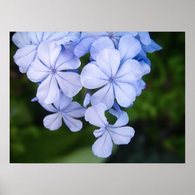 Poster Plumbago de Cabo (Frente)