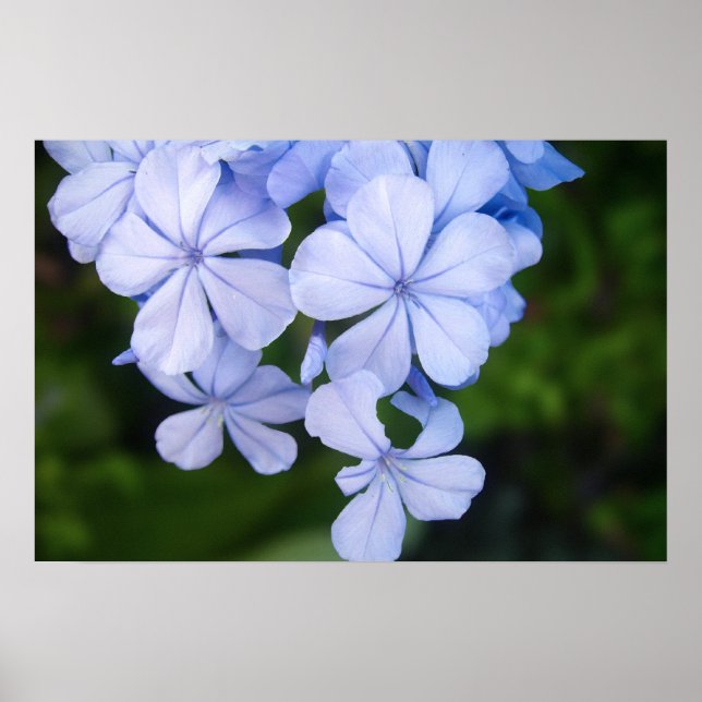 Poster plumbago-do-cabo (Frente)