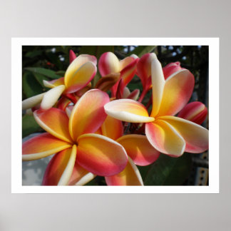 Poster plumeria