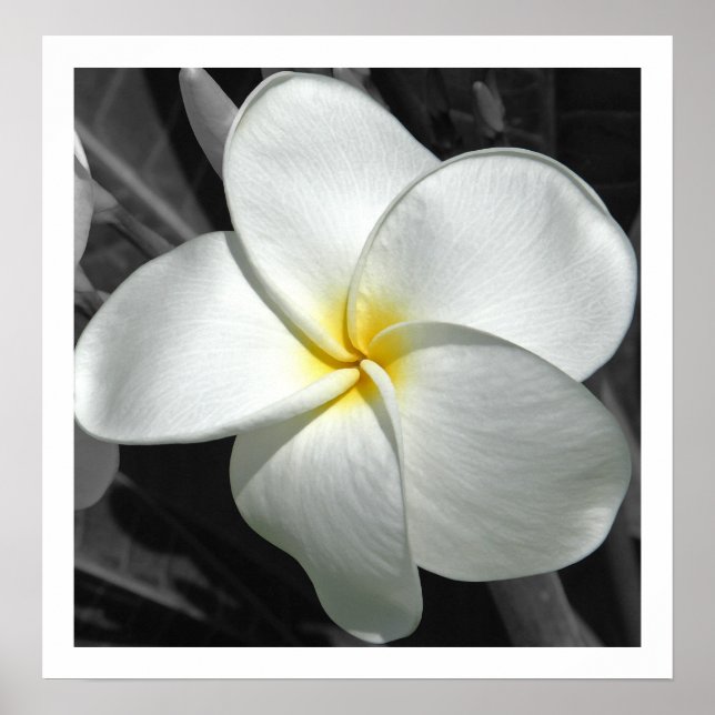 Poster Plumeria (Frente)