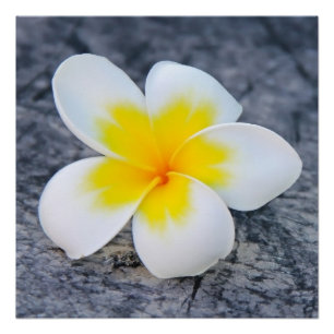 Pôster Plumeria