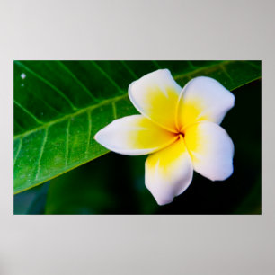 Pôster plumeria