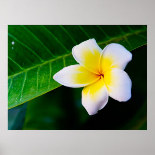 Pôster plumeria