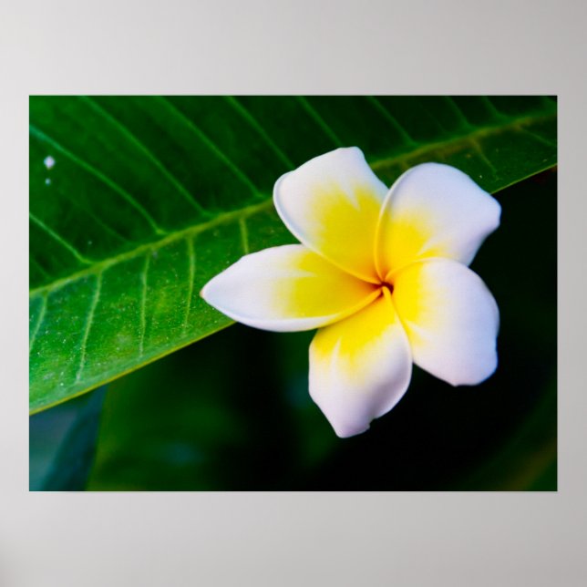 Pôster plumeria (Frente)