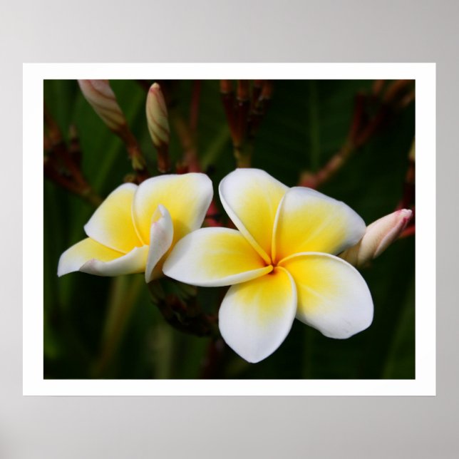 Pôster Plumeria (Frente)