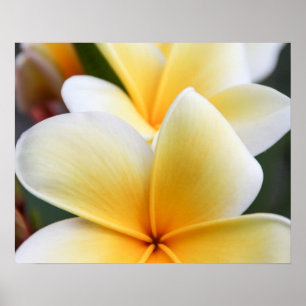 Pôster Plumeria Amarela Flor Frangipani Design