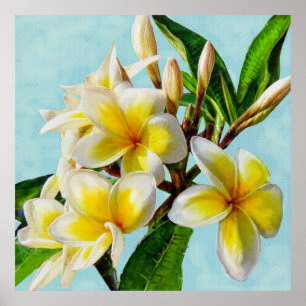 Pôster plumeria amarelo