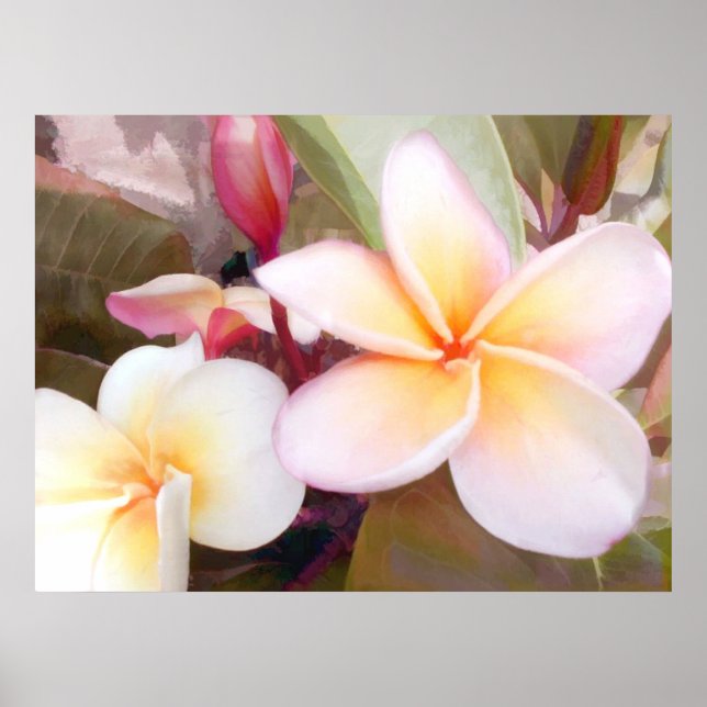 Pôster Plumeria Branca (Frente)