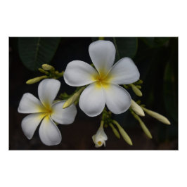 Pôster Plumeria branca e amarela