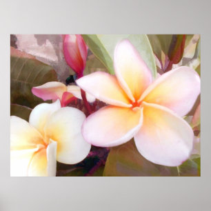 Pôster Plumeria branco