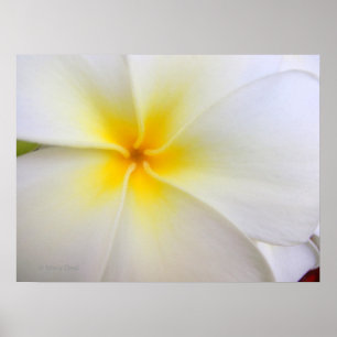 Pôster Plumeria branco
