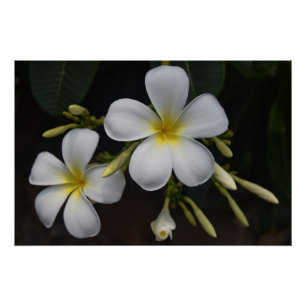 Pôster Plumeria branco e amarelo
