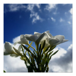 Pôster Plumeria Brilhante Contra Céu Radiante