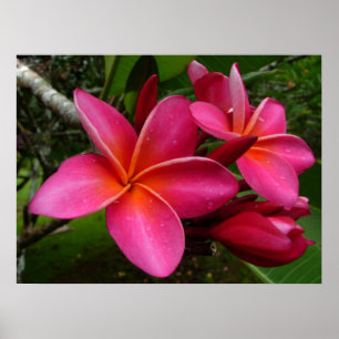 Pôster Plumeria cor-de-rosa