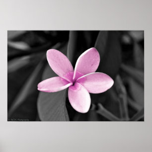 Poster Plumeria em Bloom