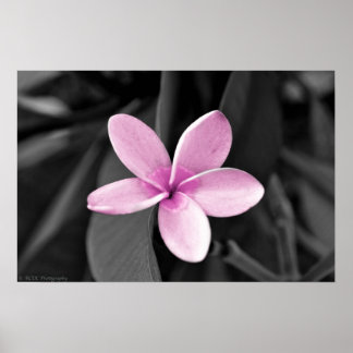 Poster Plumeria em Bloom
