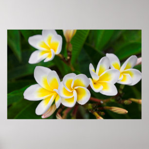 Poster Plumeria floresce perto, Havaí